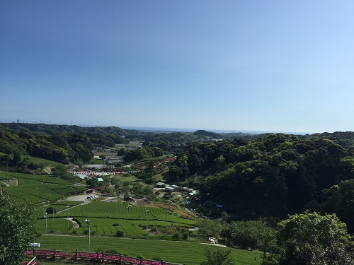 まさにお茶の谷の牧之原