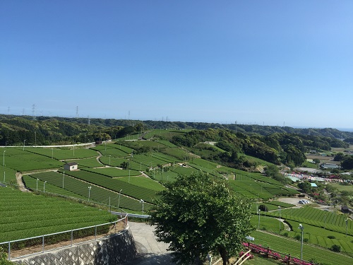 この新芽の絨毯は圧巻です!