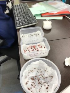 発芽が待たれる、種たち。