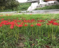 群生しやすいようです