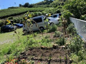 とっても疲れた様子のヒマワリ