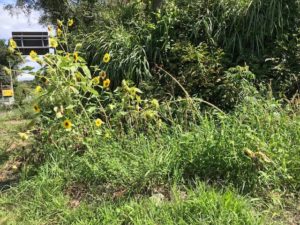 だいぶ荒れちゃってます(ToT)/~~~雑草は強いですねぇ