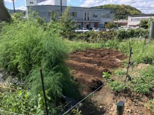手前のアスパラも急成長！キャベツやブロッコリーは、枝豆やトウモロコシを収穫したスペースを利用する予定です。