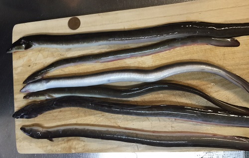 うーん、天然は細いですね