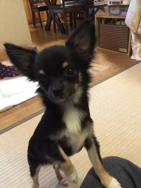チワワという種類です