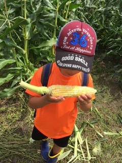 本当に生で食べられます