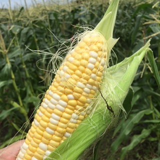 本当に美味しい!