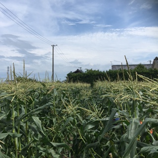 まさに夏の象徴ですよね
