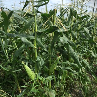 いっぱい実ってました!