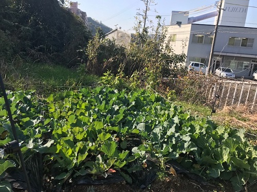 オブジィの畑、来期はちょっと拡張