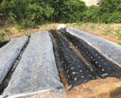 これが拡張された畑、奥行きが倍くらいになってます