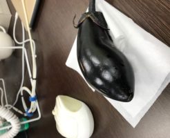 なってるときは、そこそこ大きいと思ったんですが、収穫するとそうでもなかった・・