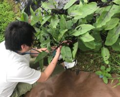 Yが茄子を収穫してるところ