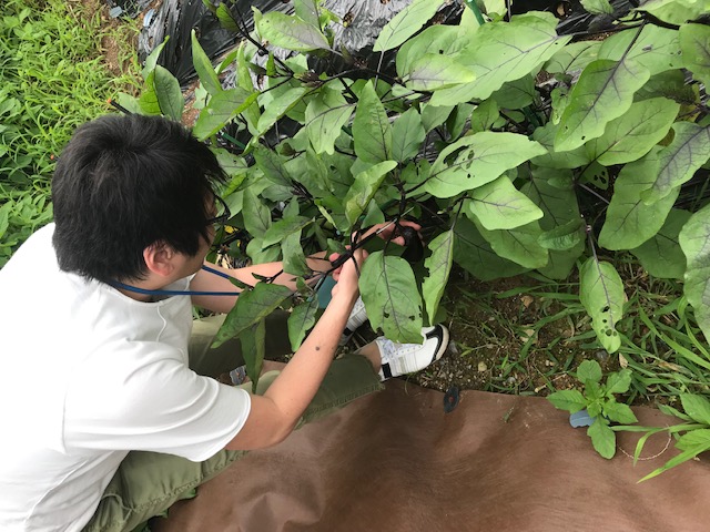 Ｙが茄子を収穫してるところ