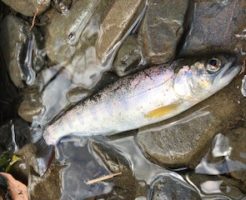 これが釣れたアマゴ