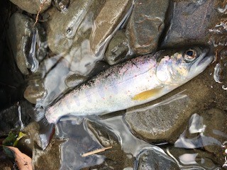 これが釣れたアマゴ