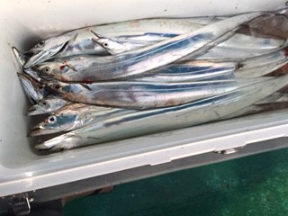 まーまー釣れた太刀魚君たち、美味しかった