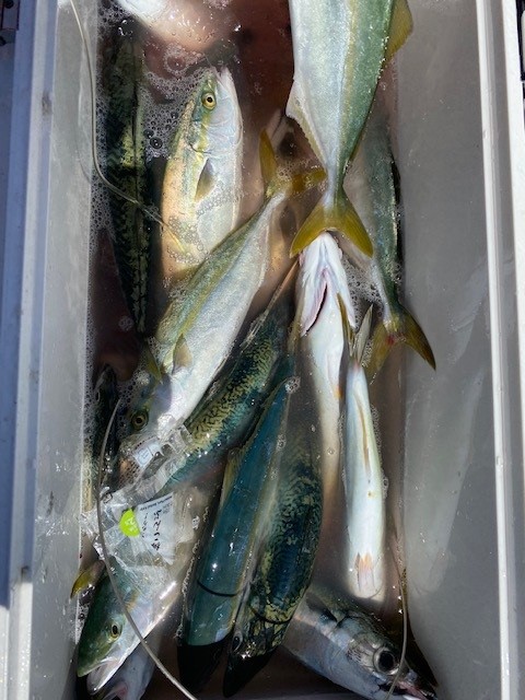 当日釣れた魚たち