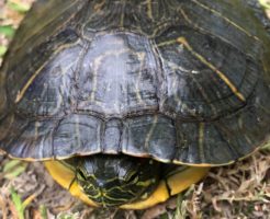 これはミドリガメ(正式にはアカミミガメ)、そうです、この子は元々日本には生息してなかった亀です。なんだか愛嬌のある顔見てると、なぜここに？と思うと少し気の毒な気持ちになってきました。