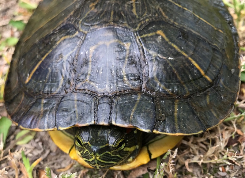 これはミドリガメ(正式にはアカミミガメ)、そうです、この子は元々日本には生息してなかった亀です。なんだか愛嬌のある顔見てると、なぜここに？と思うと少し気の毒な気持ちになってきました。