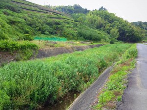 ここにホタルでます