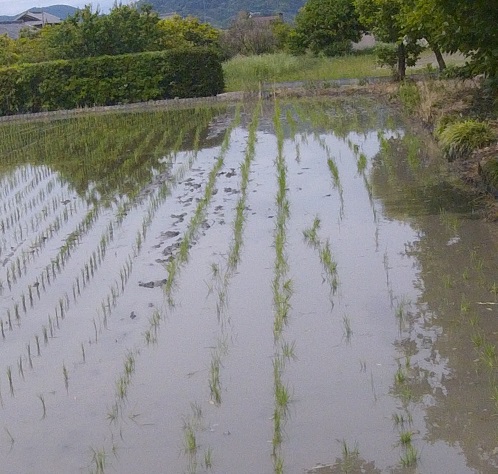 なんとか植えましたが・・・・