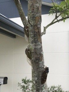 蝉の種類は関係なく集合です