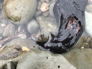 これナマコです