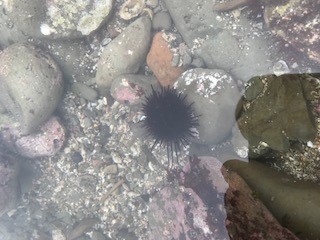 小さなウニ(種類は不明)