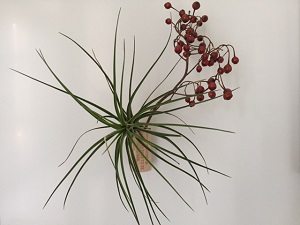 エアープランツ2